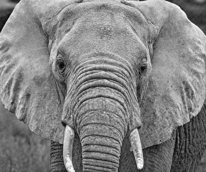 Animal Preserve Prints: Amboseli elephant, Amboseli National Park, Africa