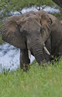 Images Dated 20th June 2012: Amboseli National Park Kenya Africa safari elephant wild in reserve Amboseli