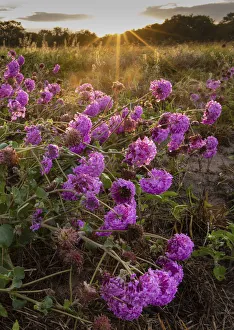Roadside Prints: Amelias sand verbena (Abronia ameliae) at sunrise
