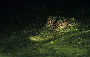 Images Dated 12th February 2010: American Alligator, Alligator mississipiensis, adult in duckweed camouflaged, Welder