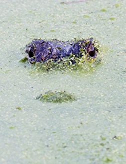 Aquatic Prints: American alligator, Alligator mississipiensis