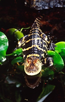 Images Dated 28th February 2007: American Alligator Alligator mississippiensis Native to South Eastern US