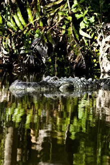 Images Dated 17th February 2005: American alligator, Alligator mississippiensis, inhabits water and wetlands in the