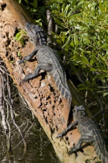Images Dated 9th June 2006: American alligator, Alligator mississippiensis, inhabits water and wetlands in the