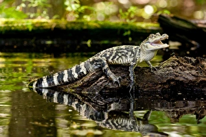 Images Dated 15th July 2009: American Alligator, Alligator mississippiensis, Native to Southern United States