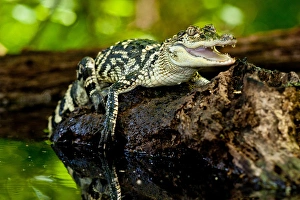 Images Dated 15th July 2009: American Alligator, Alligator mississippiensis, Native to Southern United States