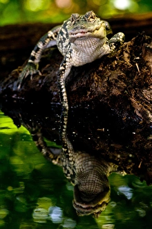 Images Dated 15th July 2009: American Alligator, Alligator mississippiensis, Native to Southern United States