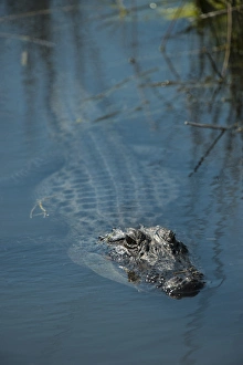 Images Dated 25th March 2014: American alligator (Alligator mississippiensis), Little St Simons Island, Barrier Islands