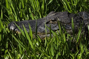 Images Dated 5th May 2011: American alligator (Alligator mississippiensis), Okefenokee National Wildlife Refuge