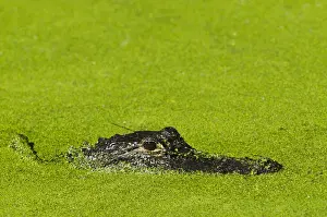 Images Dated 25th April 2011: American Alligator (Alligator mississippiensis) Little St Simons Island, Barrier Islands
