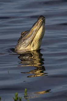 Ritual Prints: American alligator (Alligator mississippiensis) male bellowing call to potential mate