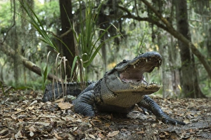 Images Dated 28th April 2012: American Alligator (Alligator mississippiensis) in maritime forest