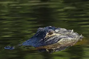 Images Dated 4th May 2011: American alligator (Alligator mississippiensis) Okefenokee National Wildlife Refuge