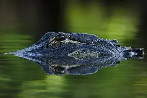 Images Dated 4th May 2011: American alligator (Alligator mississippiensis) Okefenokee National Wildlife Refuge