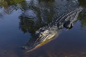 Images Dated 4th May 2011: American alligator (Alligator mississippiensis) Okefenokee National Wildlife Refuge