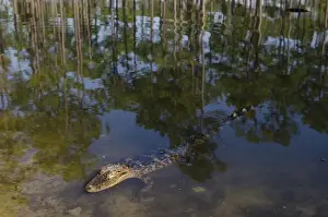 Images Dated 5th May 2011: American alligator (Alligator mississippiensis) Okefenokee National Wildlife Refuge