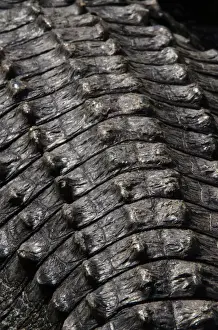 American alligator (Alligator mississippiensis) Okefenokee National Wildlife Refuge