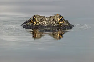 Aquatic Prints: American alligator with dragonfly on head, from eye level with water