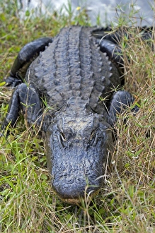 Images Dated 6th March 2008: American Alligator in Everglades National Park, Florida