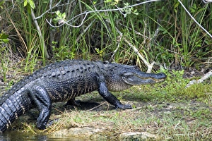 American Alligator in Everglades National Park, Florida