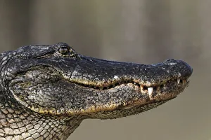 Prehistoric Prints: American alligator from eye level with water, Myakka River State Park, Florida