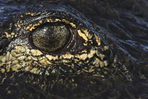 Prehistoric Prints: American alligator eyeball close-up from eye level with water
