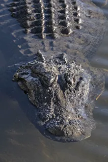 Alligatoridae Prints: American alligator, Florida