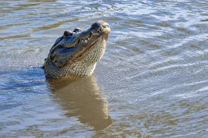 American alligator, Florida