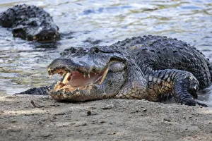 Images Dated 14th February 2021: American alligator, Florida