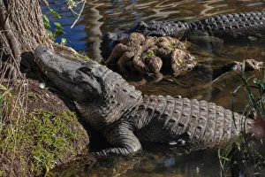 Images Dated 14th February 2021: American alligator, Florida