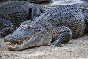 American alligator, Florida