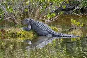 Images Dated 14th February 2021: American alligator, Florida