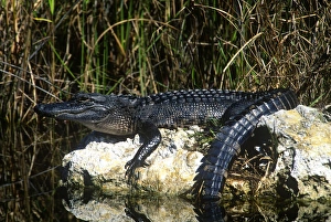 Images Dated 5th February 2010: American alligator found throughout Florida and S. E. USA