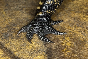 Foot Prints: American Alligator foot