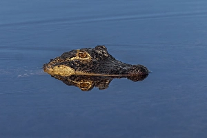 Danger Prints: American alligator. Merritt Island National Wildlife Refuge, Florida