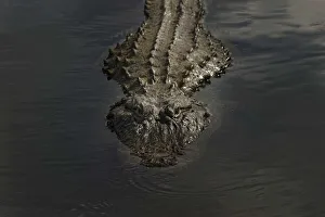 Danger Prints: American alligator, Myakka River State Park, Florida