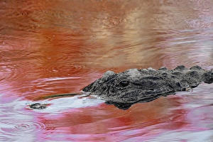 Marsh Prints: American alligator in red maple tree reflection in spring, Florida