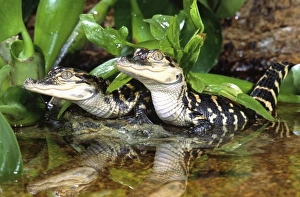 Alligator Mississipiensis Prints: American Alligators, Alligator mississippiensis, Native to South Eastern US