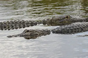Prehistoric Prints: American alligators, Myakka River State Park, Florida