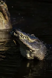 Teeth Prints: American alligators rise out of the water as a breeding display