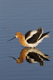 Preening Prints: American Avocet