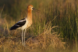 American Avocet Calling