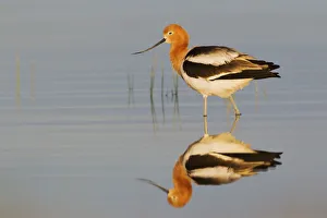 American Avocet at Dawn