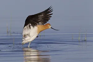Shorebird Prints: American Avocet; Dryng Wings