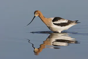 Forage Prints: American Avocet Foraging