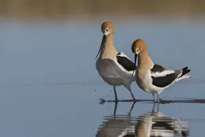 Shorebird Prints: American avocet pair courtship