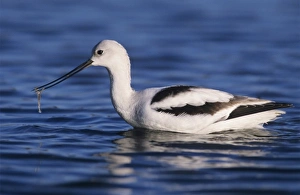 Rockport Prints: American Avocet (Recurvirostra americana), adult winter plumage, Rockport, Texas