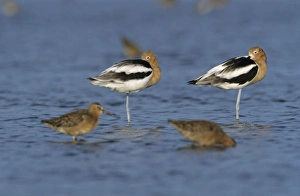 Images Dated 12th February 2010: American Avocet, Recurvirostra americana, adults resting breeding plumage, Bolivar Flats