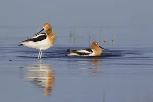 Bathing Prints: American Avocets Bathing