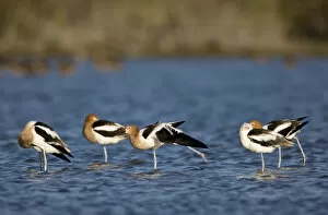 Images Dated 18th April 2008: American Avocets, Recurvirostra americana, Welder flats, Texas